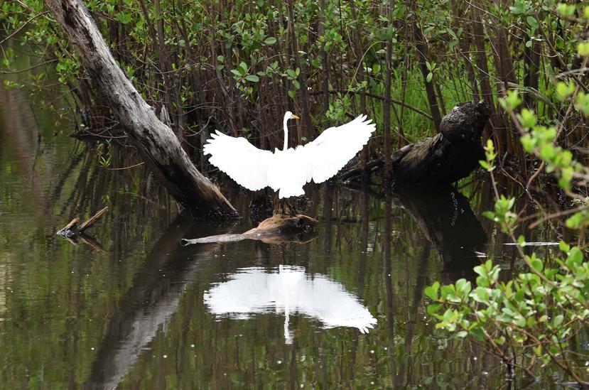 Un ave en la Laguna San José, cuerpo de agua que pertenece al Estudario de San Juan. (GFR Media)