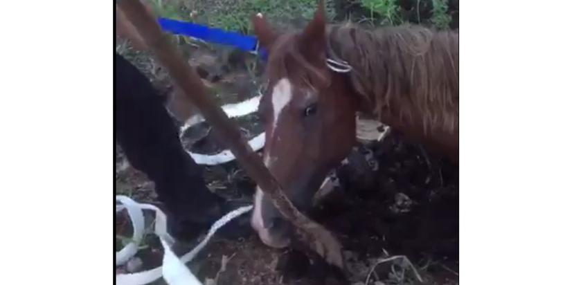 Los rescatadores escavaron el fango alrededor de la yegua y usaron una manga para liberar al animal atrapado. (Toma pantalla / Twitter Policía de Puerto Rico)