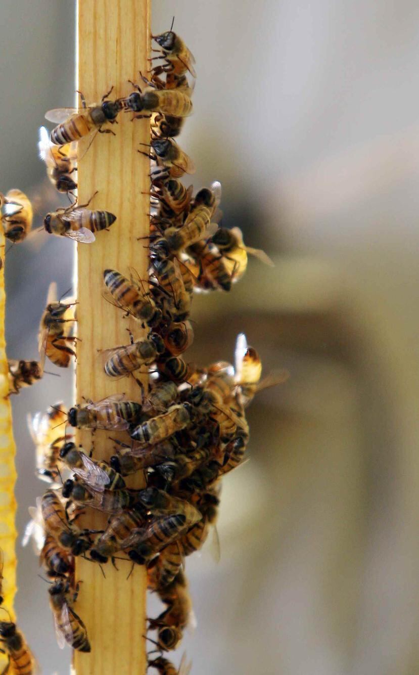 Los expertos determinaron que más de un millar de abejas tienen colmenas muy próximos a la vivienda del hombre. (GFR Media)