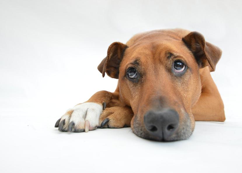 Sonidos, luces u olores fuertes impedirán que perros y gatos descansen como lo necesitan. (Pixabay)