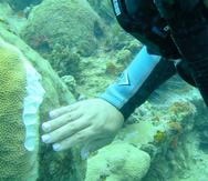 El blanqueamiento de corales puede ocurrir a raíz de enfermedades como el SCTLD, así como por otras razones, entre ellas el calor excesivo.