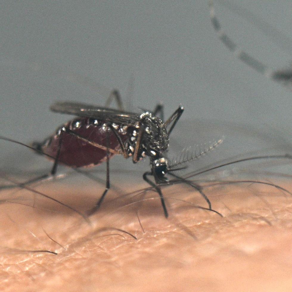 El mosquito “Aedes aegypti” es el transmisor del virus del dengue.