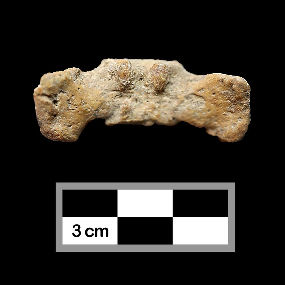 Entre todos los artefactos analizados, dos huesos de un perezoso –ya extinto– adelantaron la estimación del comienzo de la cronología puertorriqueña.