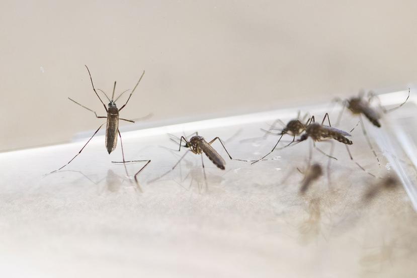 En 2019 el total de infectados con dengue fue 28. (GFR Media)