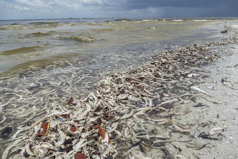 La "marea roja" continúa arrastrando miles de peces muertos hasta playas como la de Sanibel, una isla cuyas aguas muestran en algunas zonas el tono rojizo característico de la floración de la microalga tóxica causante de esta contaminación. (EFE)