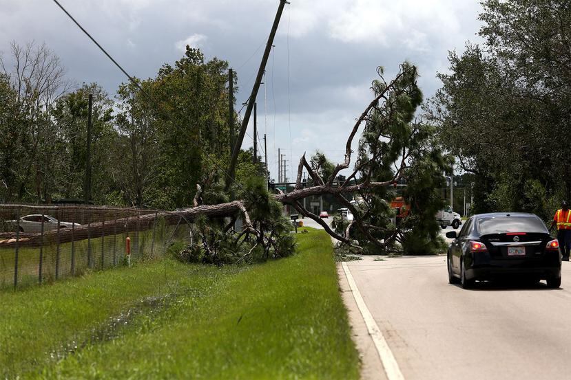 En la carretera Boogy Creek, en Kissimmee, cayó un árbol sobre el tendido eléctrico. (Especial para GFR Media / Carla D. Martínez) 
