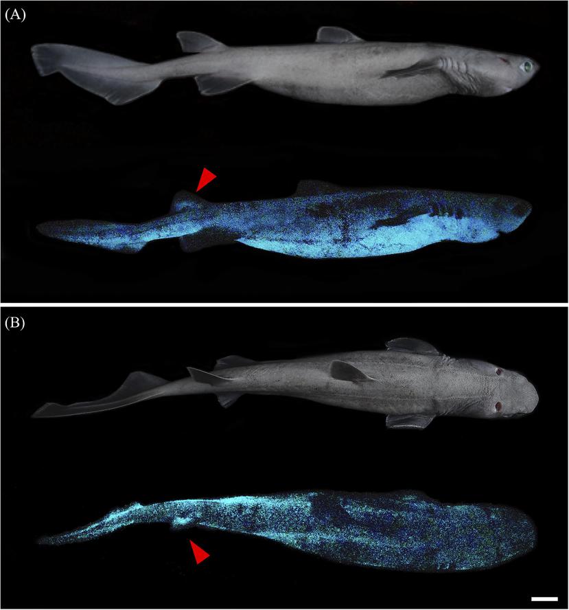 Un tiburón de 1,80 metros de largo, que brilla en la oscuridad y habita las profundidades de las aguas de Nueva Zelanda es el "vertebrado luminoso más grande del mundo que se conoce hasta la fecha", según un estudio científico publicado este miércoles.