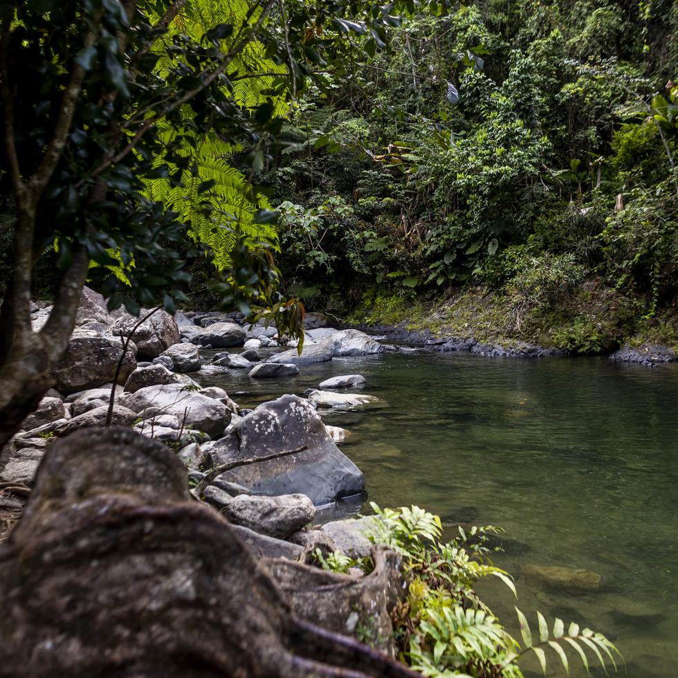 Angelito Trail, located in El Yunque in Luquillo, is a journey that every nature lover should experience.