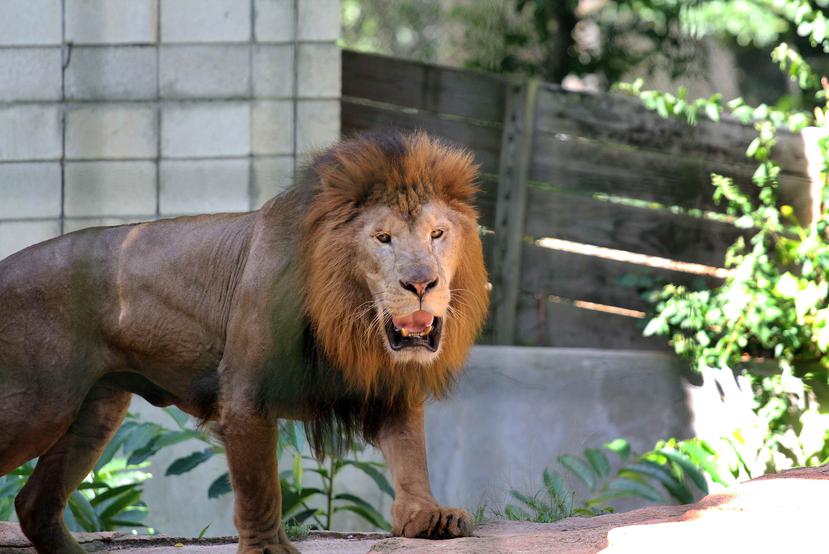 Un león en el zoológico de Mayagüez en el 2015. (GFR Media)