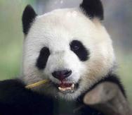 En la imagen, la panda Meng Meng mientras come un bambú en su recinto en el zoológico. (AP)