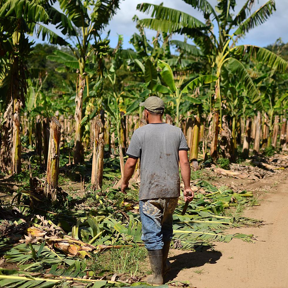 En los últimos años, ha sido un gran reto para el sector agrícola mantenerse a flote, habiendo tenido pérdidas millonarias en cosechas como las de plátano ($72 millones), guineo ($19 millones) y café ($18 millones) tras el paso del huracán María en 2017. A la fecha, las siembras de plátano y guineo han tenido una recuperación positiva.