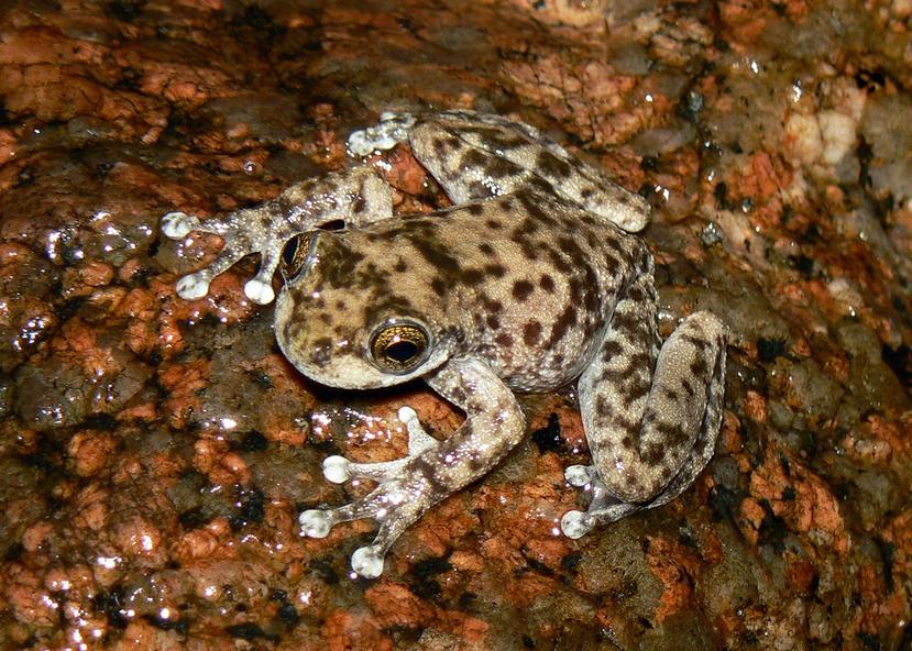 Imagen de un ejemplar de 8 Armoured Mist Frog cedida por Threatened Species Recovery Hub.
