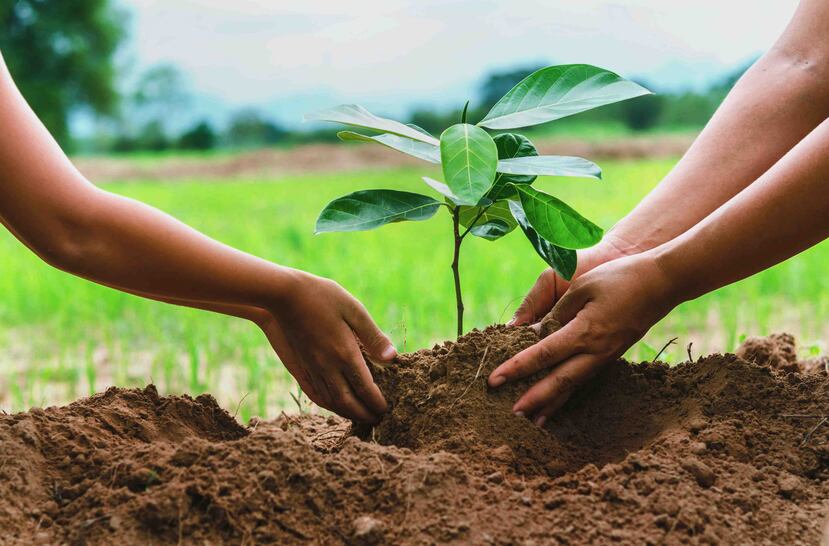 Siembra un árbol! - El Nuevo Día