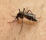 El mosquito Aedes aegypti es el transmisor principal del virus del dengue. (GFR Media)