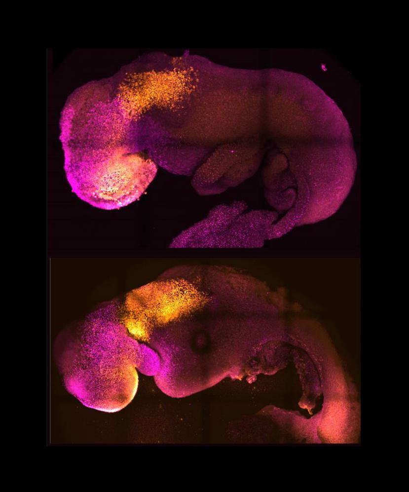 Dos embriones, uno natural y otro sintético, uno al lado del otro, muestran una formación comparable del cerebro y el corazón.