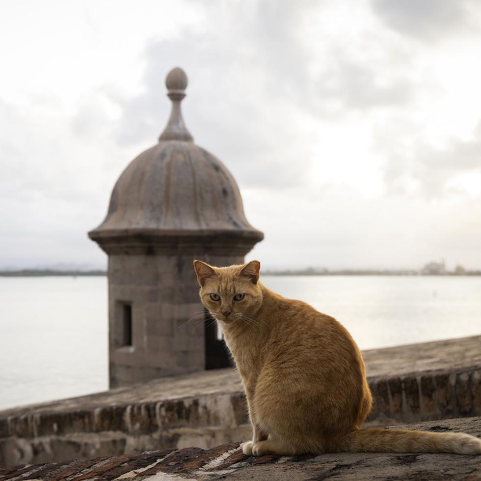 ARCHIVO - Un gato callejero sentado en un muro del Viejo San Juan, Puerto Rico, el miércoles 2 de noviembre de 2022. (AP Foto/Alejandro Granadillo, Archivo)