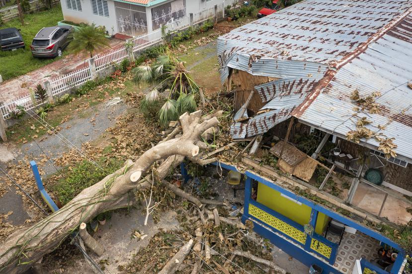 Un árbol cayó sobre una casa en Las Parcelas Soledad, en Mayagüez.