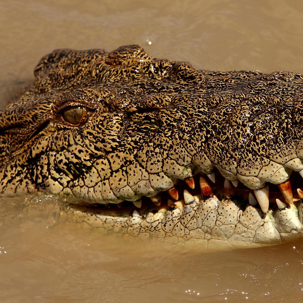 Los cocodrilos de estuario en Australia son conocidos por sus feroces ataques, algunos mortales, y abundan en la región tropical del norte australiano.