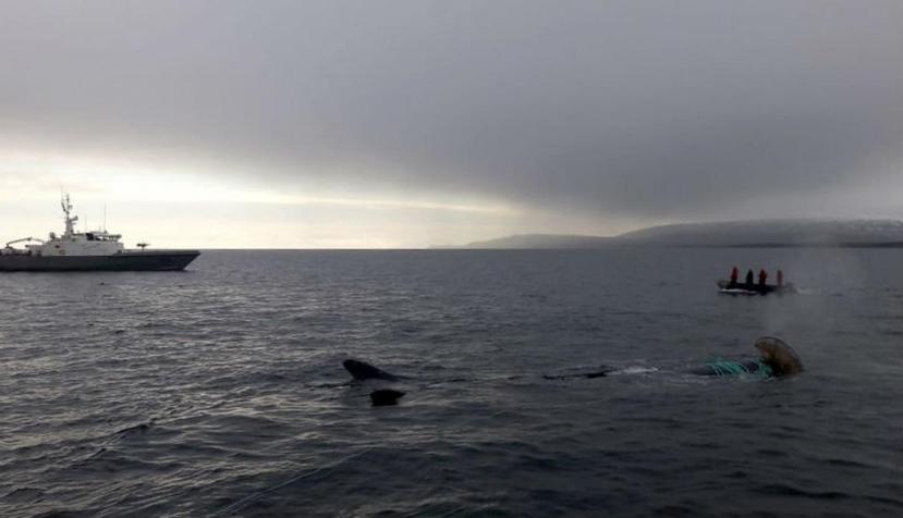 La ballena quedó atrapada en una red que habitualmente se utiliza para la captura de centollas. (EFE)