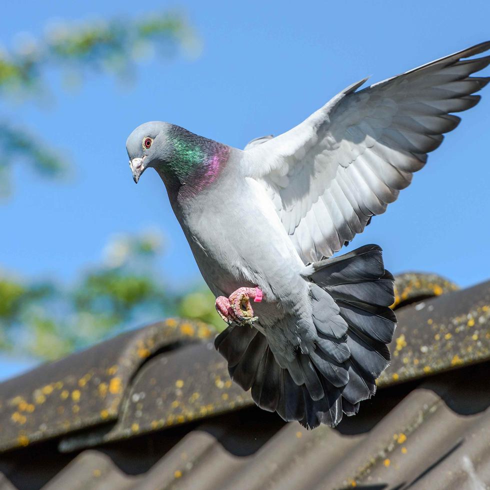 Los pájaros pueden posarse sin riesgo en los cables de alta tensión porque no entran en contacto con la tierra. (Shutterstock)
