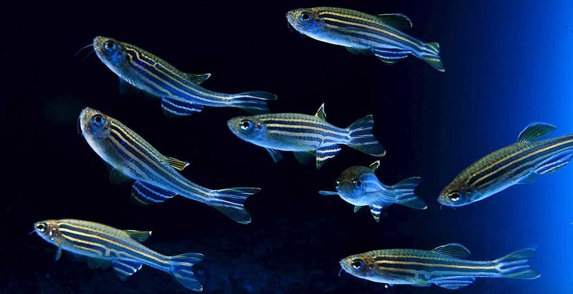 Una nueva hormona sexual en los peces podría ayudar en los tratamientos de fertilidad. (EFE)