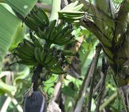 El hongo Fusarium Oxysporum Raza 4 Tropical es una enfermedad que afecta a plantaciones de plátanos y guineos. (GFR Media)