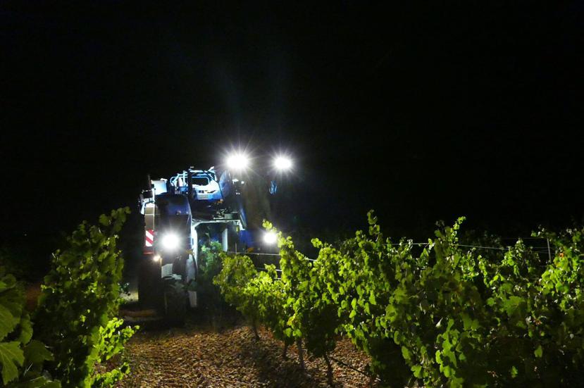 La vendimia en la D.O. Rueda se caracteriza por realizarse de noche y a máquina. Estos dos factores influyen de manera decisiva en la calidad de los vinos.