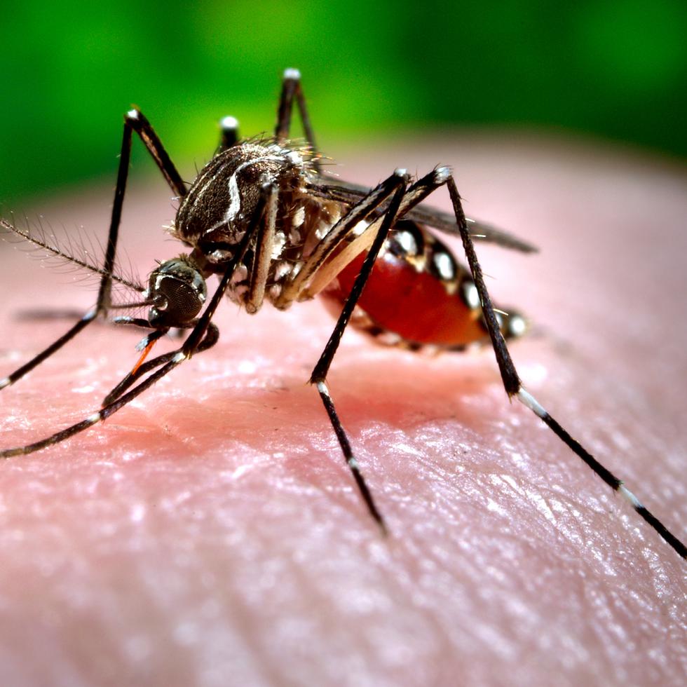 Las pruebas de rigor confirmaron que el tipo de dengue que tenía la persona fallecida era el serotipo 3, el dominante durante la epidemia actual.