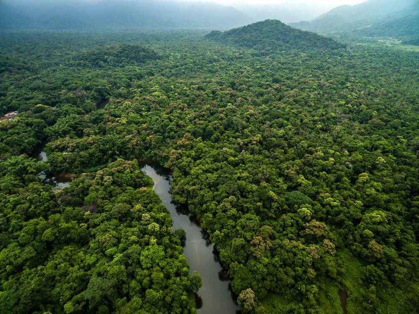 Imagen aérea de la selva en el Amazonas. (Shutterstock)