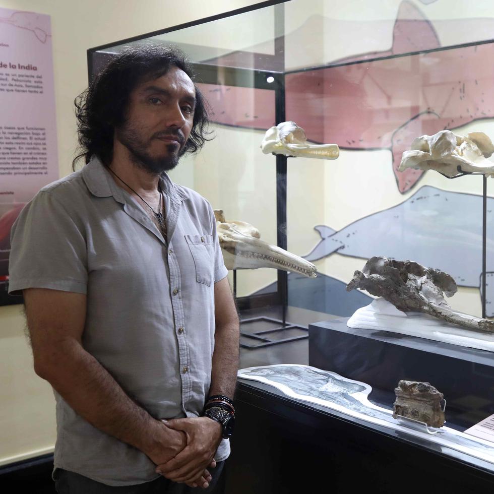 El paleontólogo Rodolfo Salas muestra el cráneo de 16 millones de años que fue encontrado en las profundidades de la Amazonía peruana y que reveló que el delfín de río más grande de la historia medía más de 3 metros de largo y habitó esta zona.