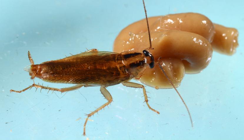 Los investigadores descubrieron que las cucarachas transmitieron esta resistencia a sus crías (John Obermeyer/Purdue Entomology).