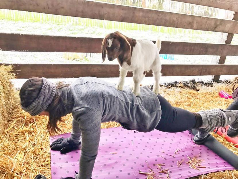 Interactuar con este animal produce una serie de beneficios que finalmente generan felicidad en las personas que acuden a la granja. (Captura/ Goat yoga)