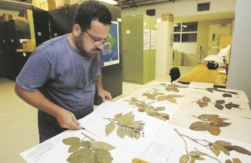 Eugenio Santiago  resalta el valor del herbario de la UPR como repositorio de especies de todos los grupos de la flora puertorriqueña. (Archivo / GFR Media)