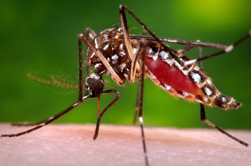 El mosquito Aedes aegypti es el principal vector del zika. (Archivo / GFR Media)