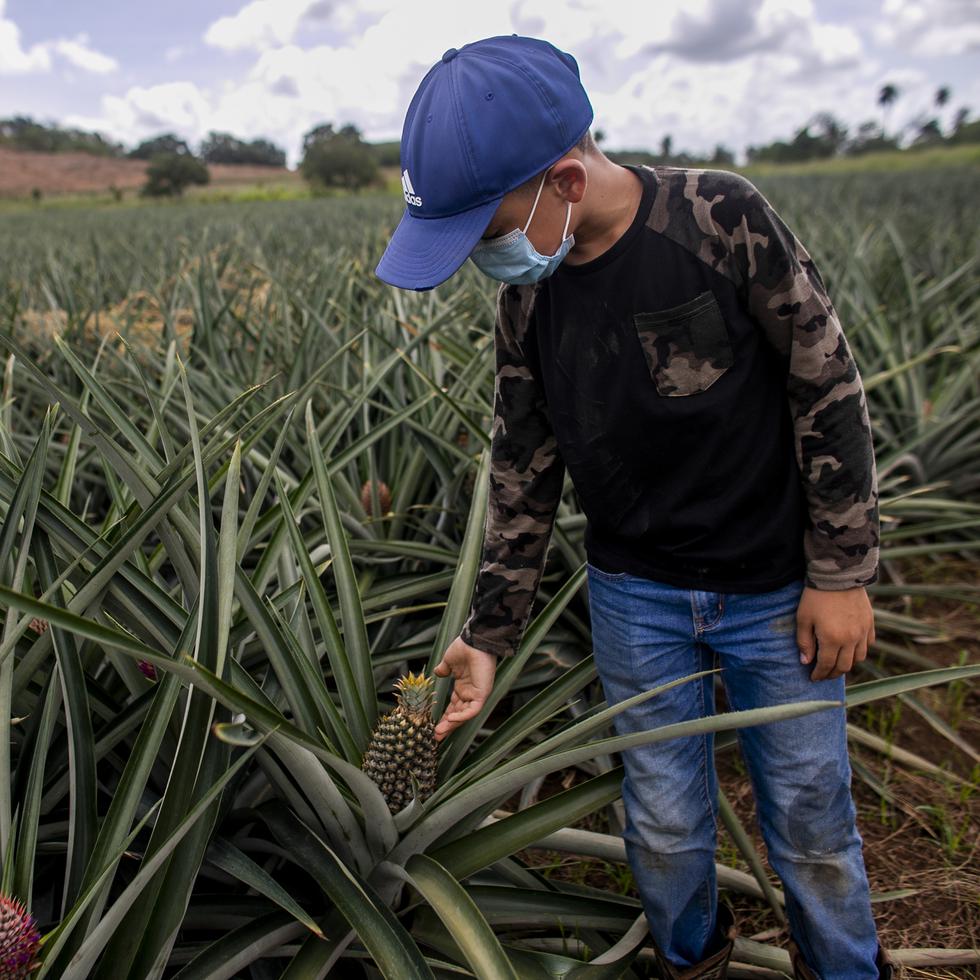 La ayuda está disponible para trabajadores agrícolas que laboraron durante la pandemia.
Xavier Garcia / Fotoperiodista