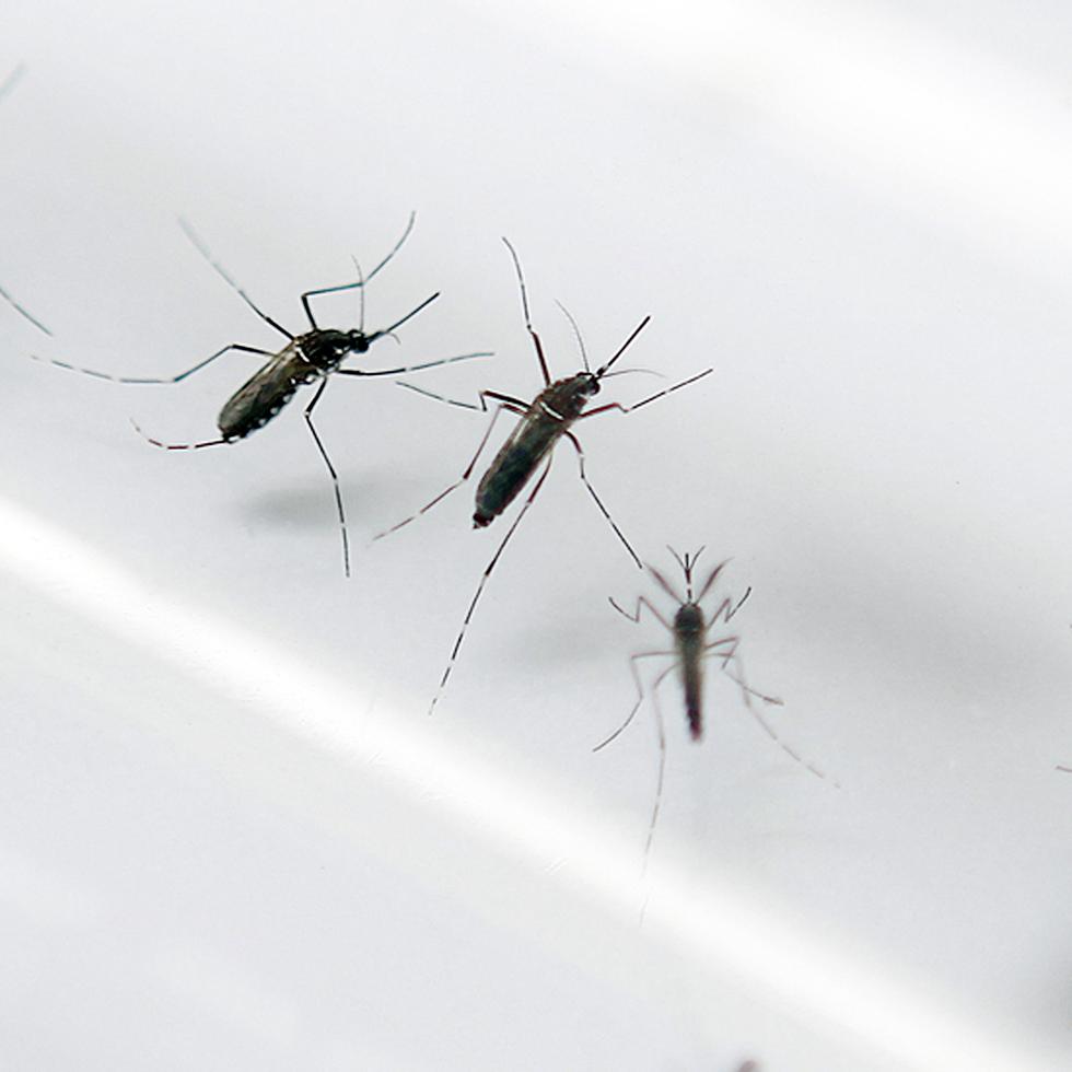 Identificar y eliminar criaderos de mosquitos es una forma de prevenir el contagio del dengue, además del uso de repelente de mosquitos y otros ingredientes caseros.