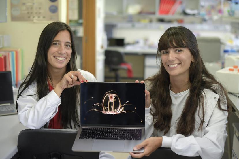 María Pascual y Dido Carrero, investigadoras de la Universidad de Oviedo y coautoras del estudio que ha descifrado el genoma de la medusa "inmortal".