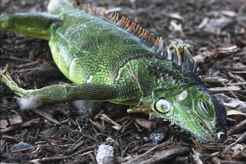 Una iguana paralizada yace sobre la tierra del parque Cherry Creek en Oakland Park, Florida, el miércoles 22 de enero de 2020. (Joe Cavaretta/South Florida Sun-Sentinel vía AP)