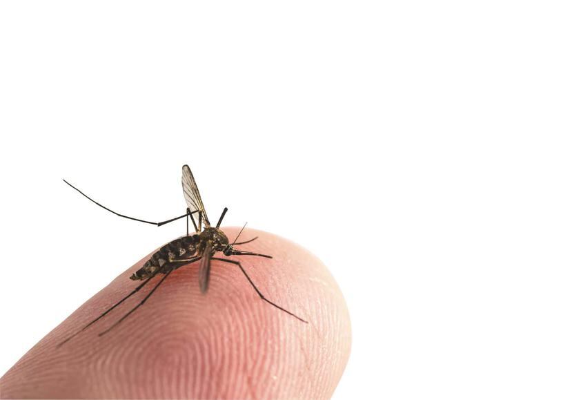 El mosquito es el principal vector del virus, pero también se transmite por contacto sexual. (Archivo / GFR Media)