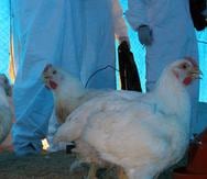Agricultura busca evitar que la gripe aviar llegue a la isla.