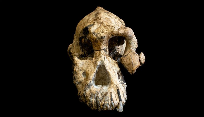 Hasta ahora, había una gran brecha entre el primer ancestro humano conocido, hace unos 6 millones de años, y especímenes como Lucy (EFE).