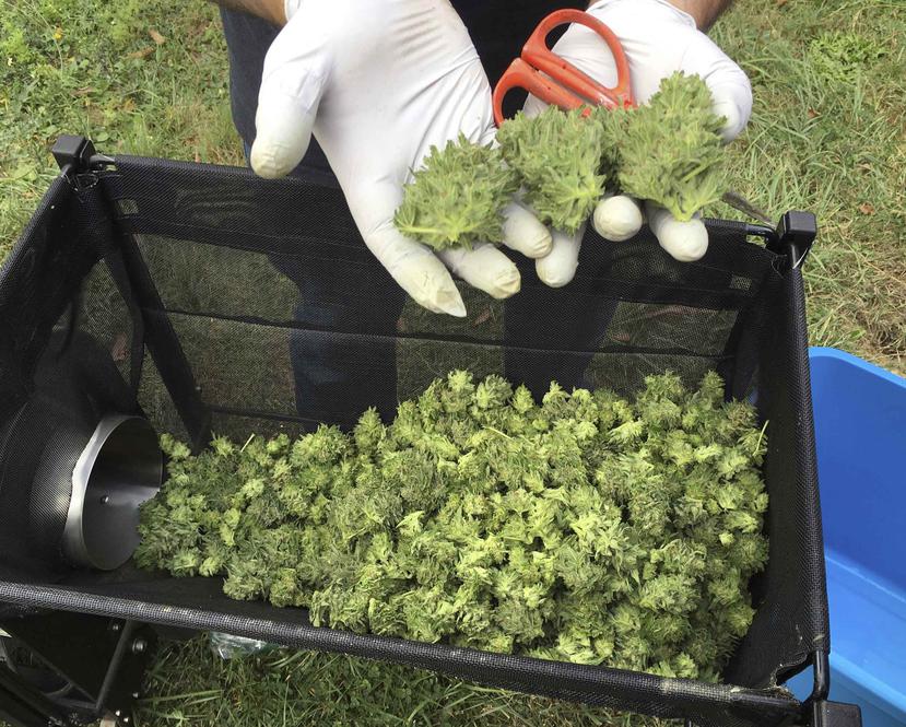 El excedente de la cosecha del año pasado podría representar aproximadamente 1 millón de kilos de marihuana. (AP)