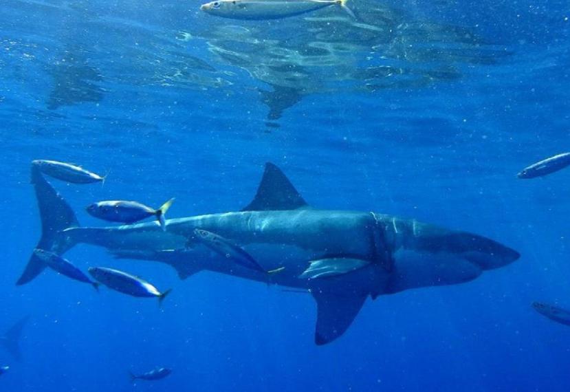 Según los expertos, cortarle las aletas o la cola a un tiburón y tirarlo al mar es condenarlo a una muerte larga y dolorosa. (EFE / Archivo)