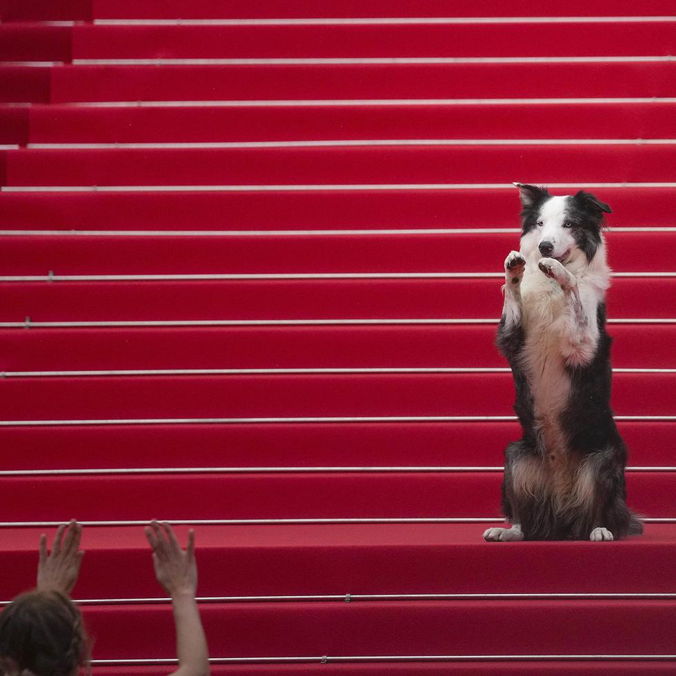 El perro Messi se roba las miradas en la alfombra roja del Festival de Cannes 