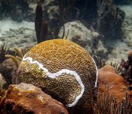 Los corales artificiales se implantarán entre 19 y 32 pies de profundidad en las costas de Culebra, donde se desarrollan tres zonas de protección.