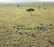 La migración anual de ñus del parque nacional Serengeti en Tanzania a la reserva nacional Maasai Mara en Kenia, vista desde un dron en Masasai Mara, el miércoles 22 de julio de 2020.