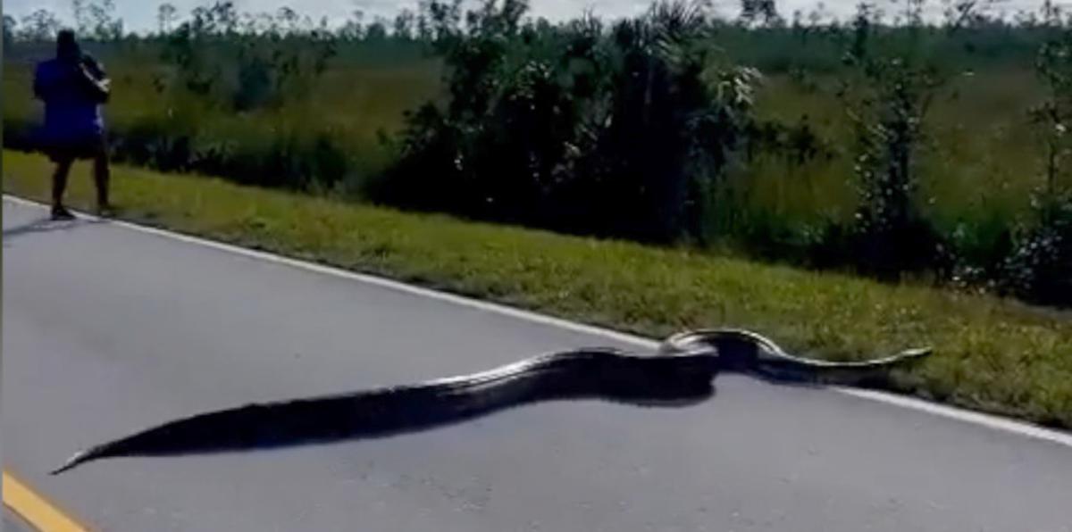 Enorme pitón de 15 pies cruza calle en Florida