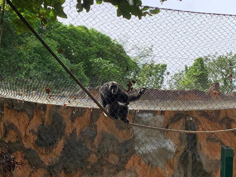 El DRNA compartió en las redes sociales unas imágenes para demostrar el estado de los animales en el zoológico de Mayagüez. (DRNA / Twitter)