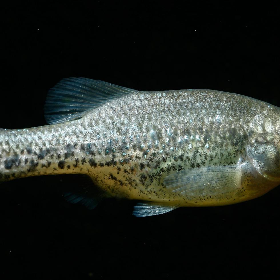 Ameca splendens. Este pez óseo vive en el río Teuchitlán, en México, y estuvo considerado durante años una especie extinta, pero a principios del siglo XXI fue localizada una pequeña población en un curso de agua, en el estado de Jalisco.