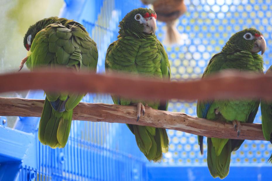 Some of the new attractions at El Portal are: a Puerto Rican Parrot exhibit, an educational exhibit on a tropical rainforest and the effects of climate change, as well as an exhibit on water as the engine of El Yunque.
